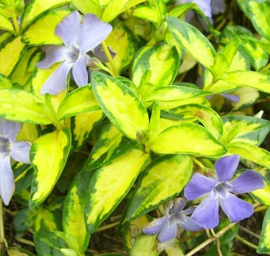 Periwinkle – Illumination – 20 Seeds