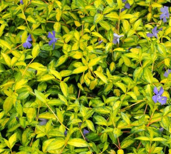 Periwinkle – Illumination – 20 Seeds