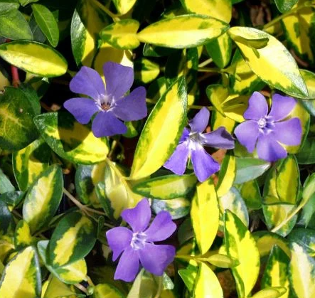 Periwinkle – Illumination – 20 Seeds