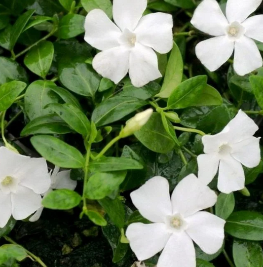 Periwinkle – Gertrude Jekyll – 20 Seeds
