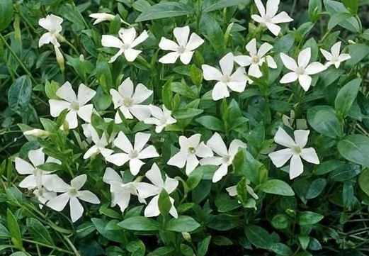 Periwinkle – Gertrude Jekyll – 20 Seeds