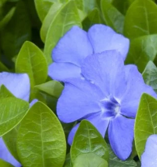 Periwinkle – Darts Blue – 20 Seeds