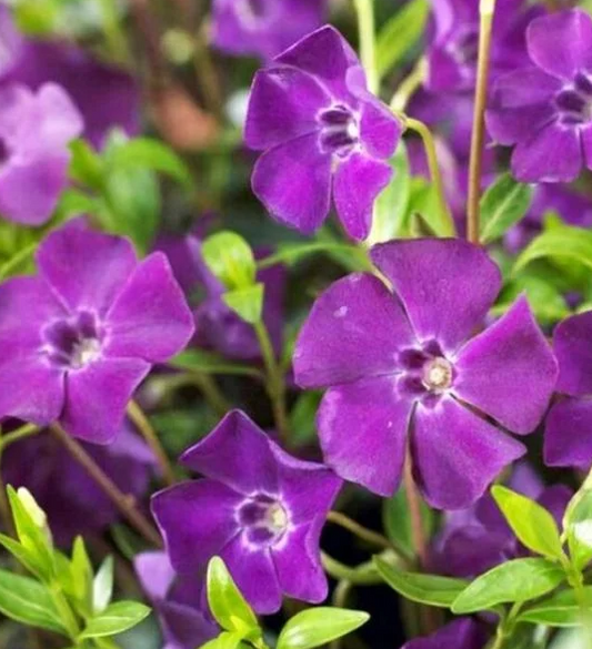 Periwinkle – Atropurpurea – 20 Seeds