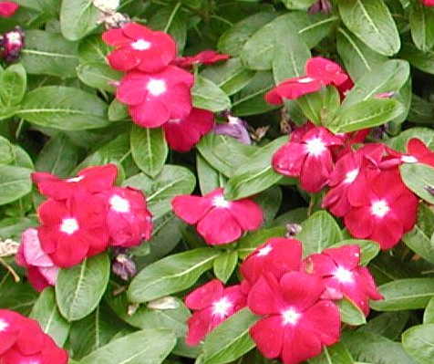 Periwinkle – Vinca minor – Rubra plena 20 Seeds