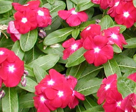 Periwinkle – Vinca minor – Rubra plena 20 Seeds