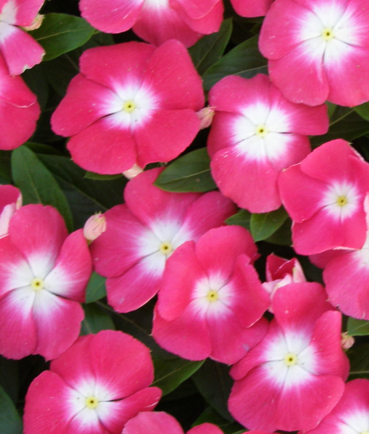 Periwinkle – Vinca minor – Pacifica 20 Seeds