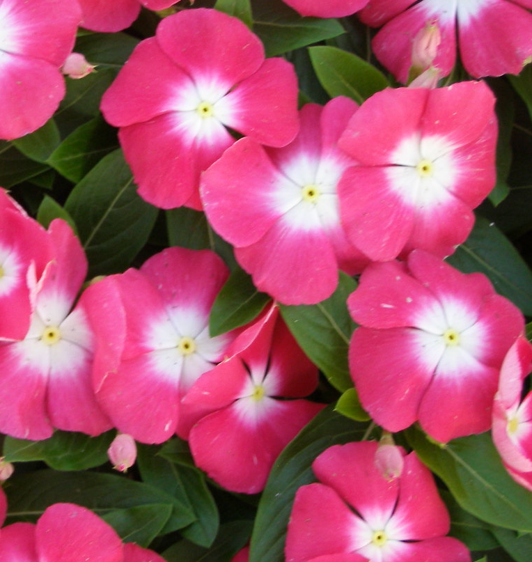 Periwinkle – Vinca minor – Pacifica 20 Seeds