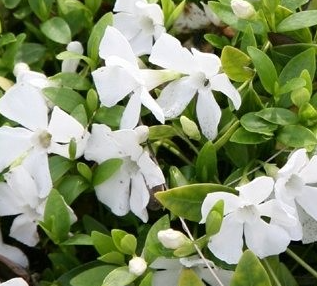 Periwinkle – Vinca minor – Miss Jekyll 20 Seeds