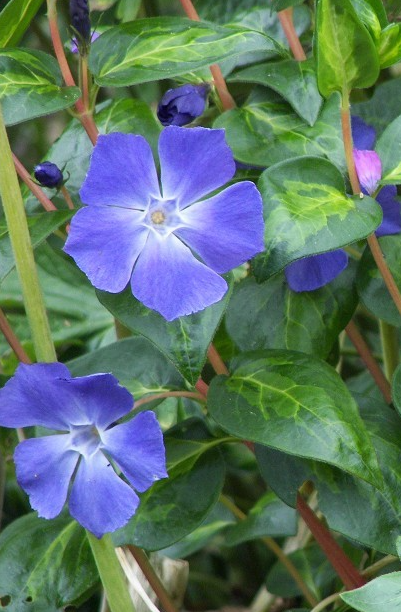 Periwinkle – Vinca minor – Maculata 20 Seeds