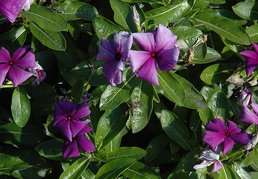 Periwinkle – Vinca minor – First Kiss Blueberry 20 Seeds