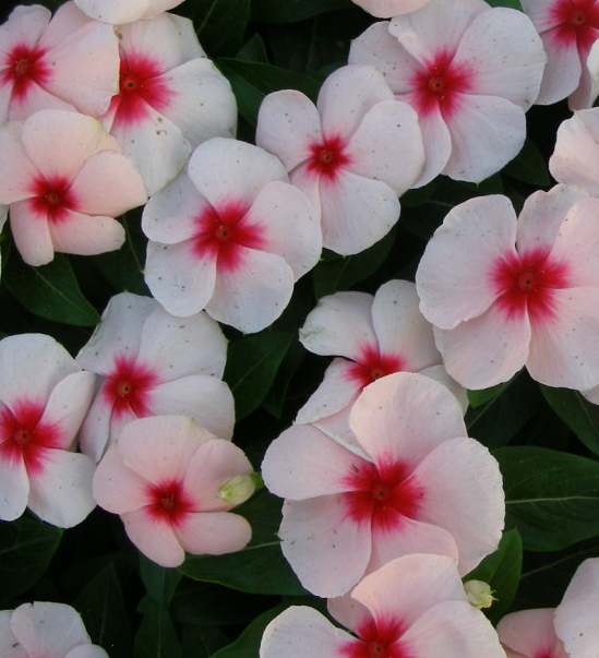 Periwinkle – Vinca minor – First Kiss Apricot 20 Seeds