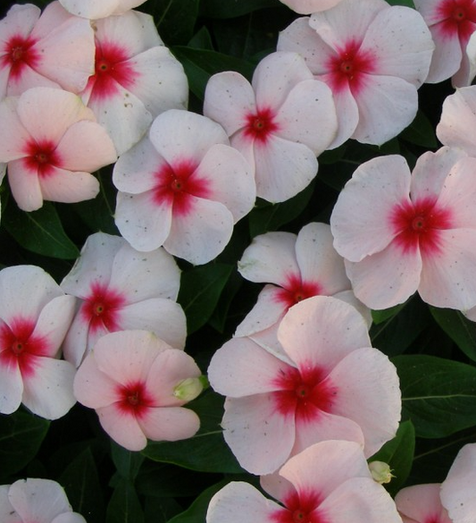 Periwinkle – Vinca minor – First Kiss Apricot 20 Seeds