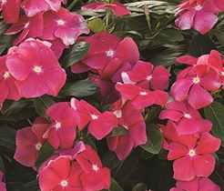 Periwinkle – Vinca minor – Cora Cascade Cherry 20 Seeds
