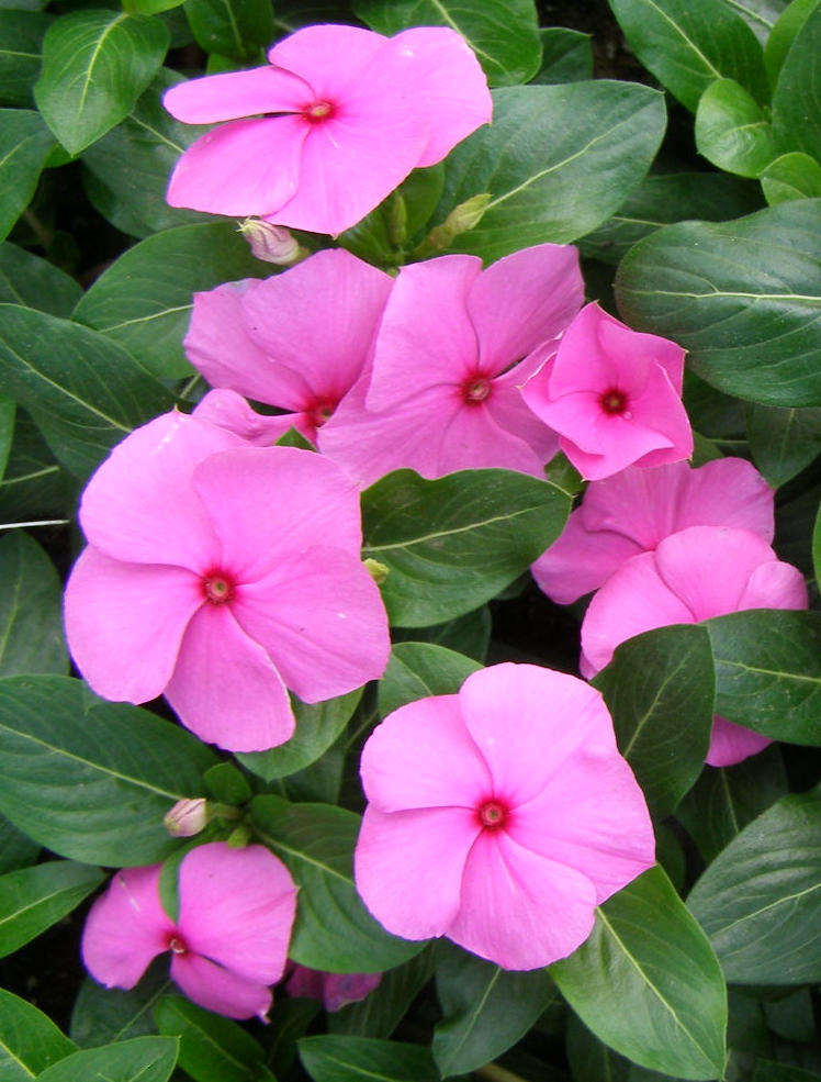 Periwinkle – Vinca minor – Cascade Appleblossom 20 Seeds