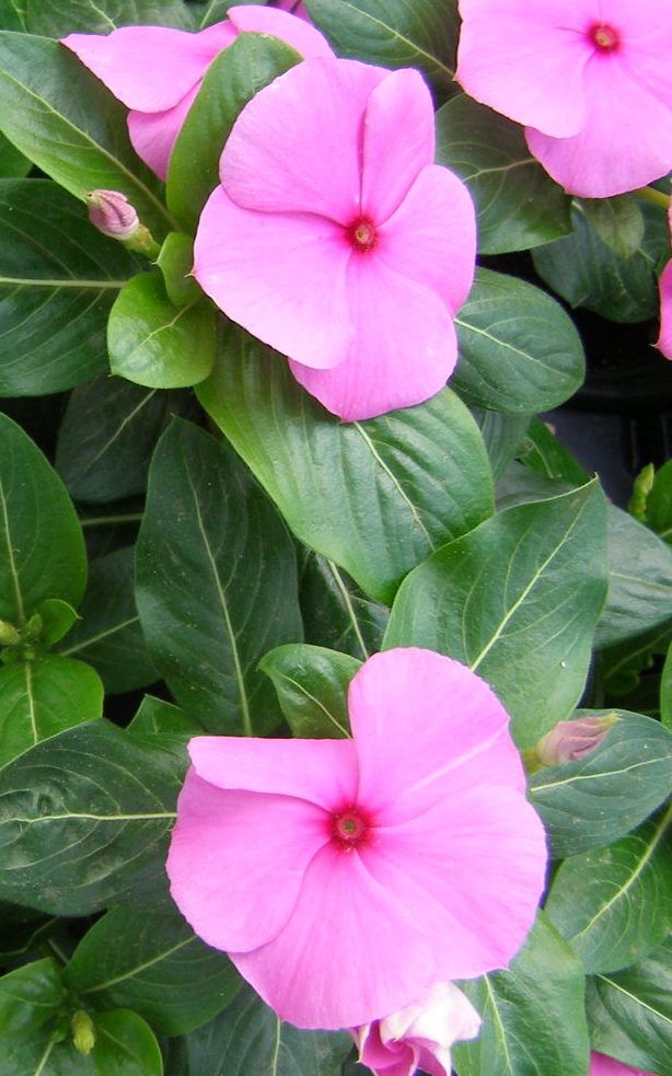 Periwinkle – Vinca minor – Cascade Appleblossom 20 Seeds