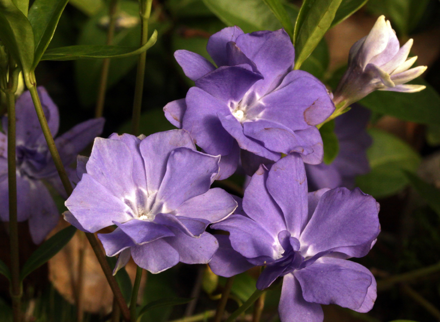 Periwinkle – Vinca minor – Azurea Flore Pleno 20 Seeds