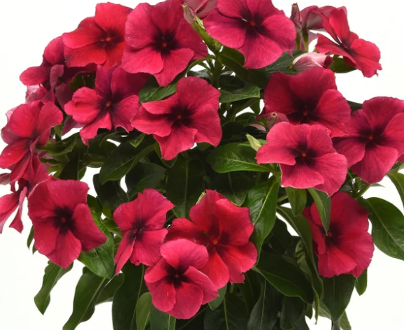 Periwinkle – Vinca minor – Black Cherry Tattoo 20 Seeds