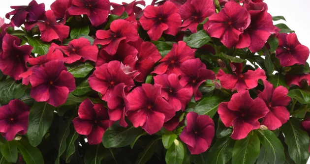 Periwinkle – Vinca minor – Black Cherry Tattoo 20 Seeds