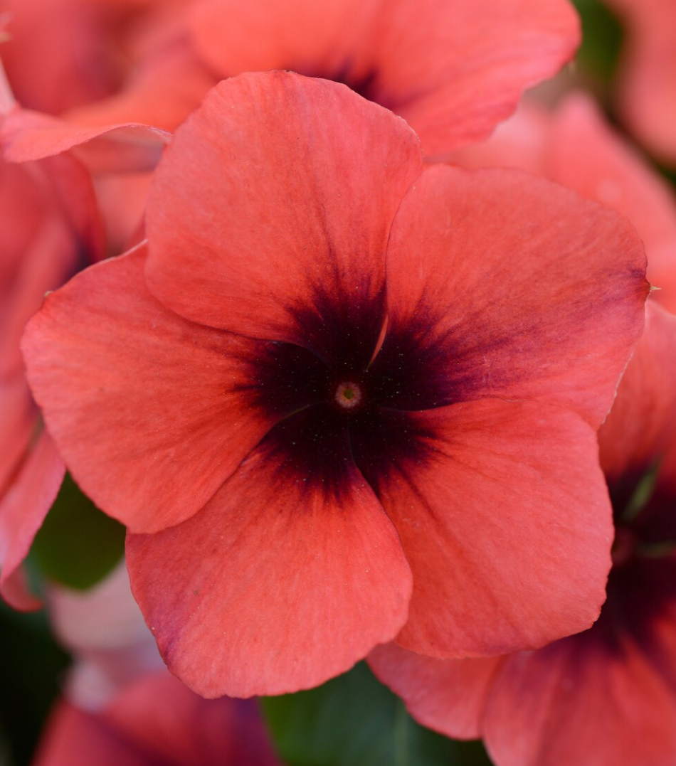 Periwinkle – Vinca minor – Papaya Tattoo 20 Seeds