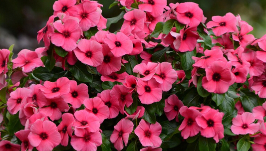 Periwinkle – Vinca minor – Raspberry Tattoo 20 Seeds