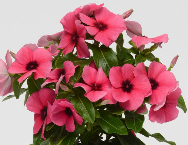 Periwinkle – Vinca minor – Raspberry Tattoo 20 Seeds