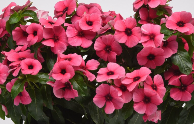 Periwinkle – Vinca minor – Raspberry Tattoo 20 Seeds