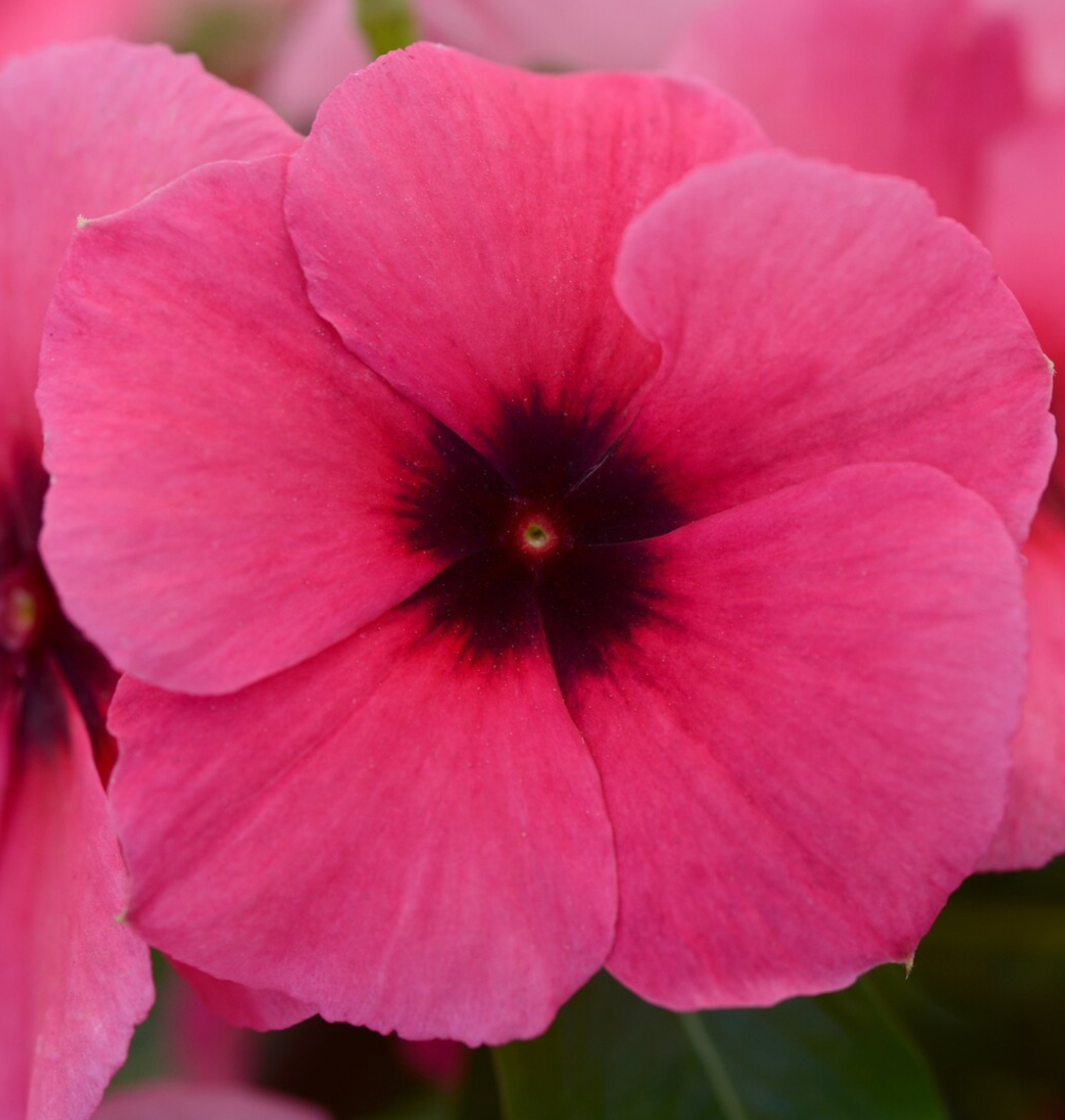 Periwinkle – Vinca minor – Raspberry Tattoo 20 Seeds