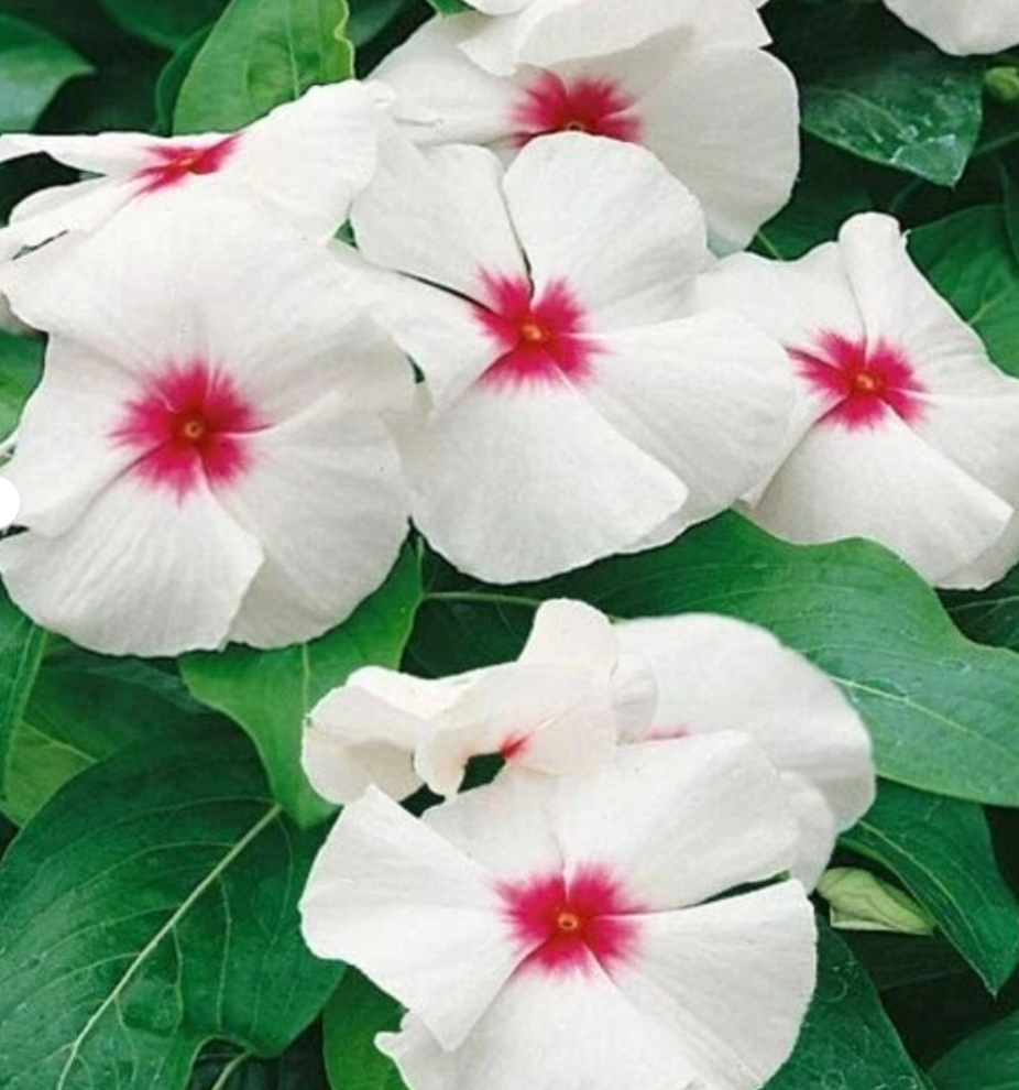 Periwinkle – Vinca minor – Little Bright Eyes 20 Seeds