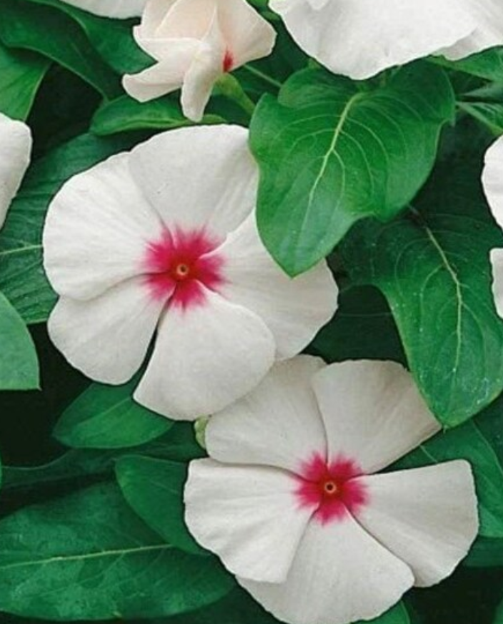 Periwinkle – Vinca minor – Little Bright Eyes 20 Seeds