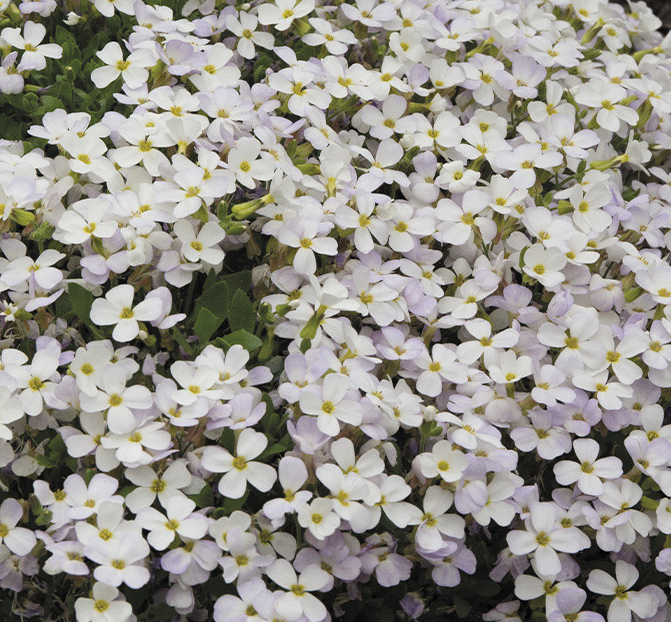 Aubrieta ( Rock Cress ) gracilis Regado White 100 Seeds