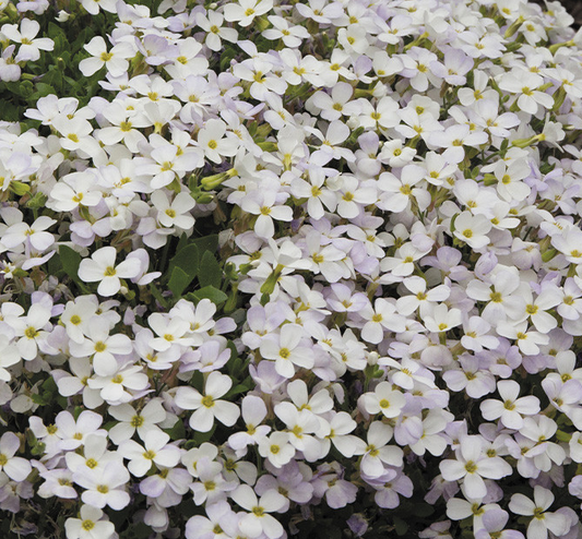 Aubrieta ( Rock Cress ) gracilis Regado White 100 Seeds