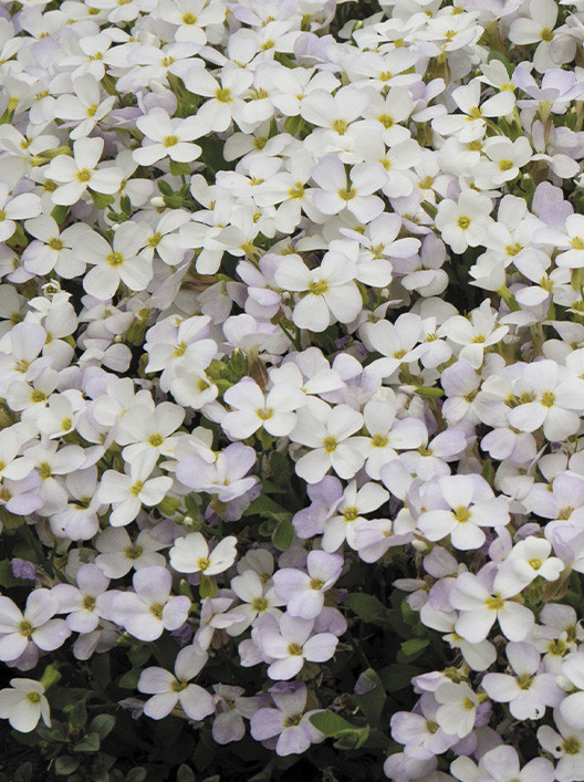 Aubrieta ( Rock Cress ) gracilis Regado White 100 Seeds