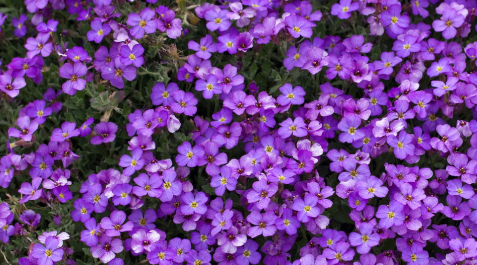 Aubrieta ( Rock Cress ) Blue Cascade 100 Seeds