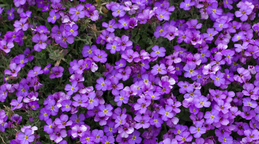 Aubrieta ( Rock Cress ) Blue Cascade 100 Seeds