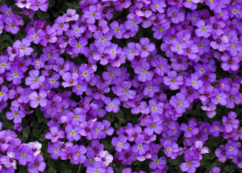 Aubrieta ( Rock Cress ) Blue Cascade 100 Seeds