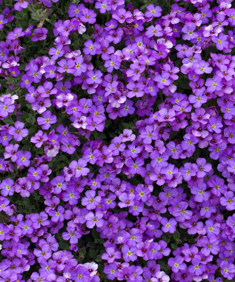 Aubrieta ( Rock Cress ) Blue Cascade 100 Seeds