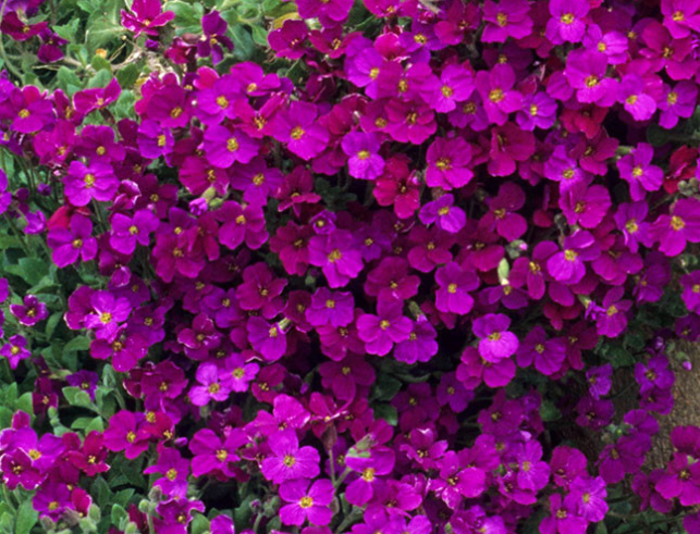 Aubrieta ( Rock Cress ) Red Cascade 100 Seeds