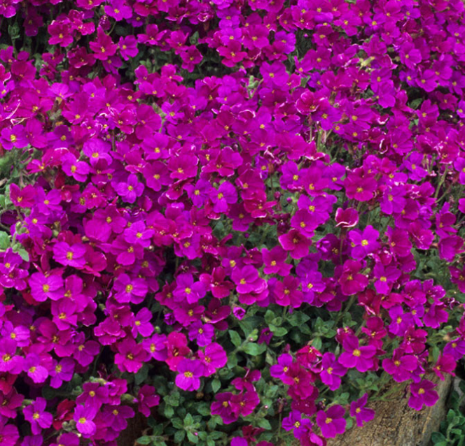 Aubrieta ( Rock Cress ) Red Cascade 100 Seeds
