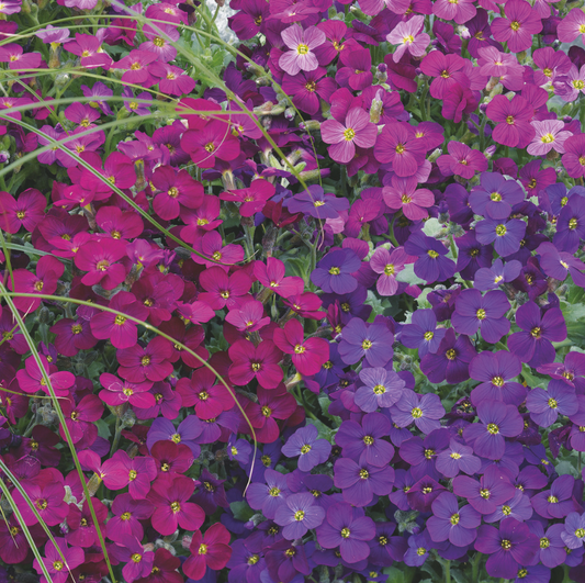 Aubrieta ( Rock Cress ) Mix 100 Seeds