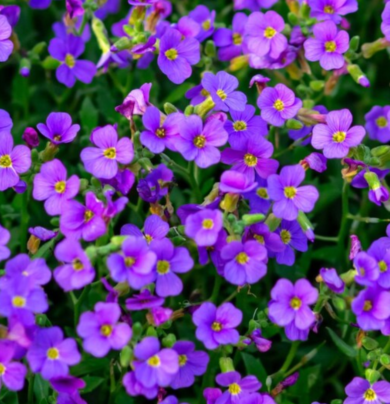 Aubrieta ( Rock Cress ) Purple 100 Seeds