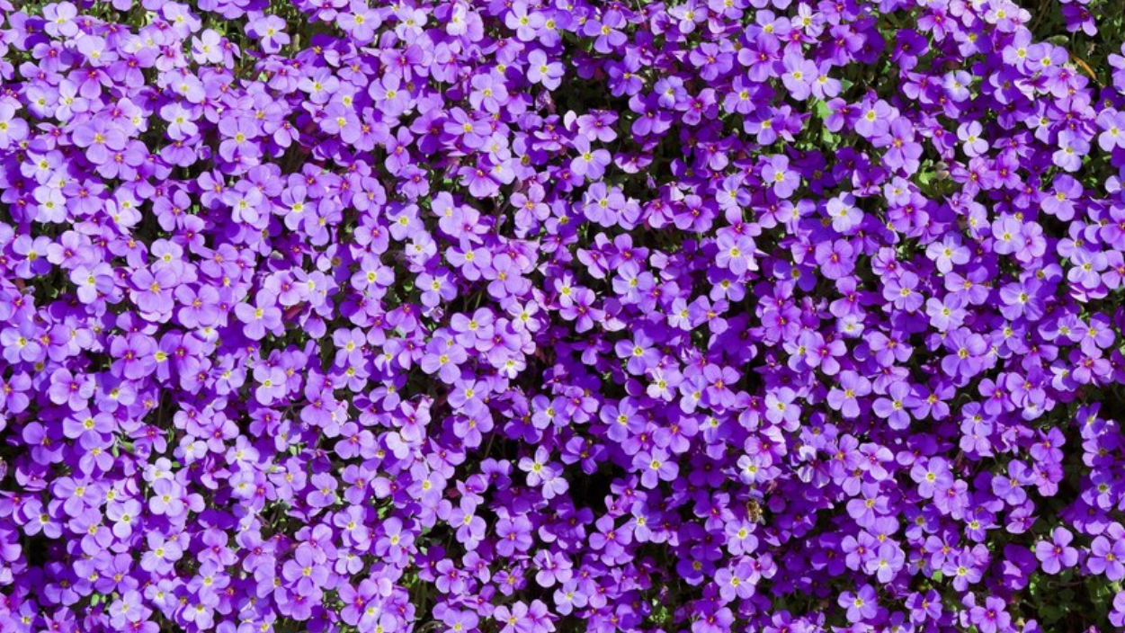 Aubrieta ( Rock Cress ) Purple 100 Seeds