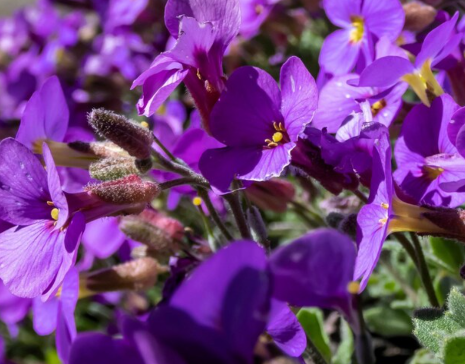 Aubrieta ( Rock Cress ) Purple 100 Seeds