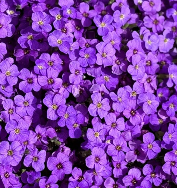 Aubrieta ( Rock Cress ) Purple 100 Seeds