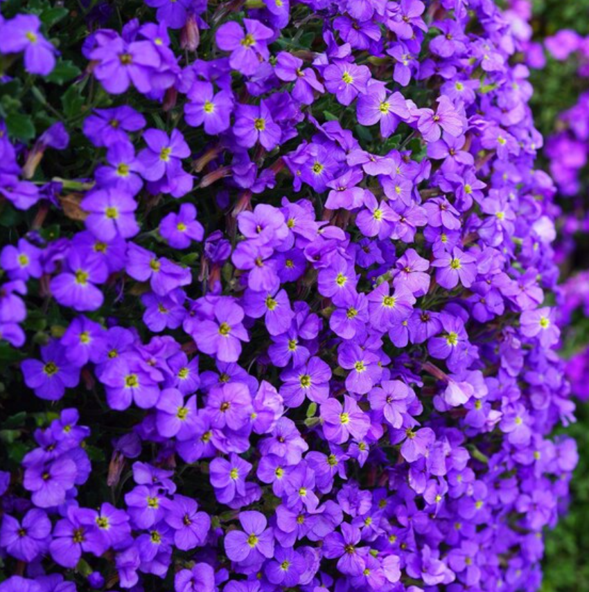 Aubrieta ( Rock Cress ) Purple 100 Seeds
