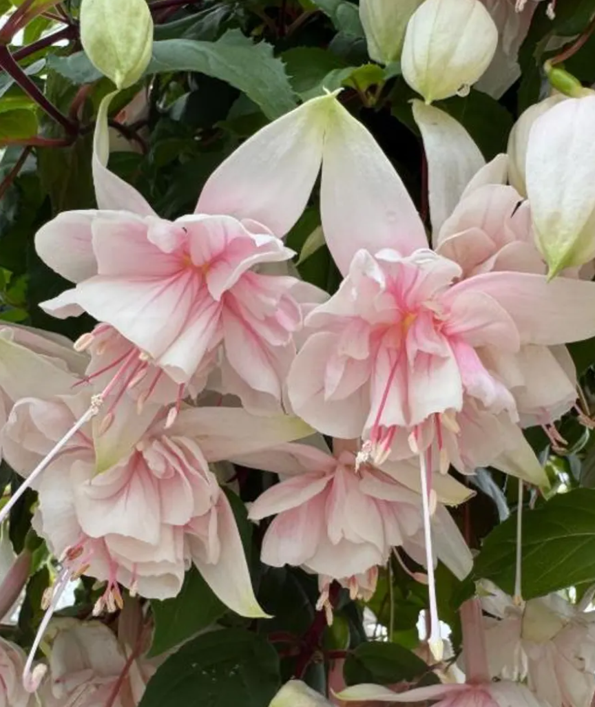 Fuchsia Pink Marshmallow 20 Seeds