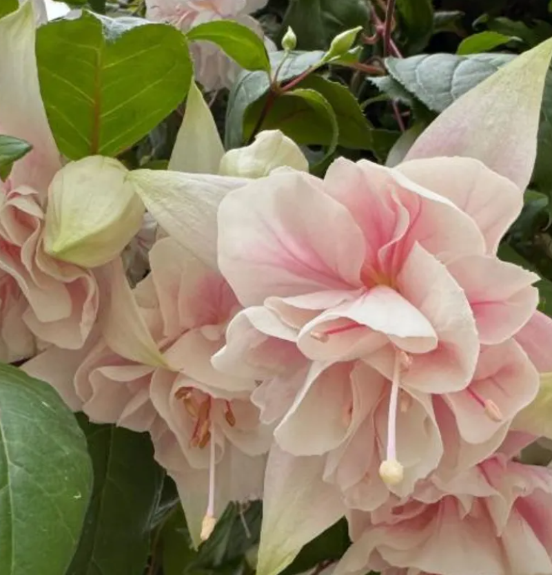 Fuchsia Pink Marshmallow 20 Seeds