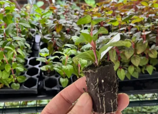 Fuchsia Pink Marshmallow 20 Seeds