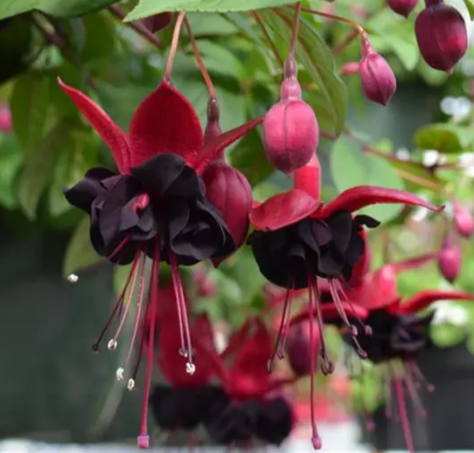 Fuchsia Blacky 20 Seeds