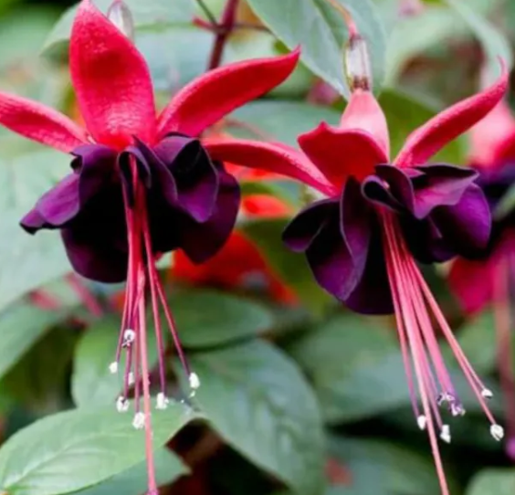 Fuchsia Blacky 20 Seeds