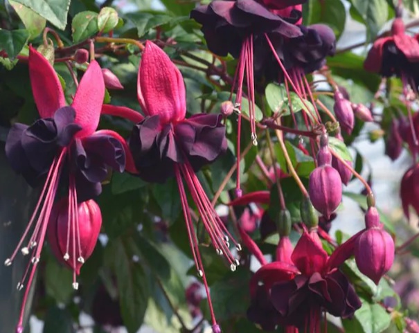 Fuchsia Blacky 20 Seeds